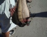 Piranha 3DD